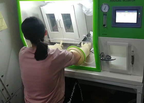 Laboratory Anaerobic Incubator Environmental Chamber For Bacteria Culture LAI-3T